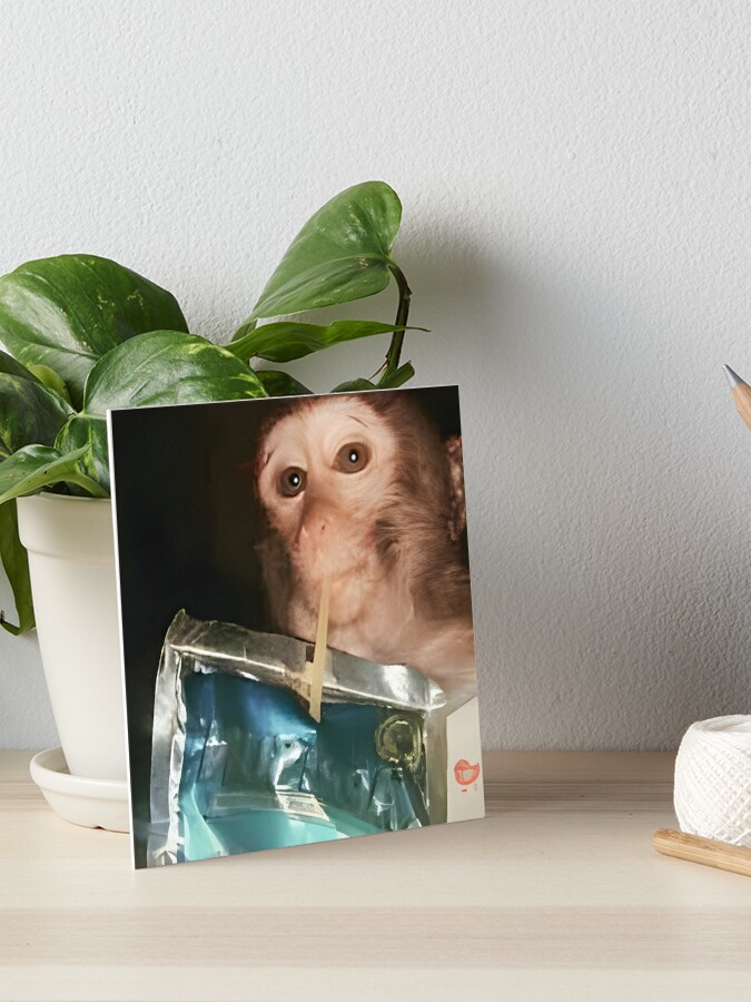 Monkey sipping caprisun meme | Photographic Print