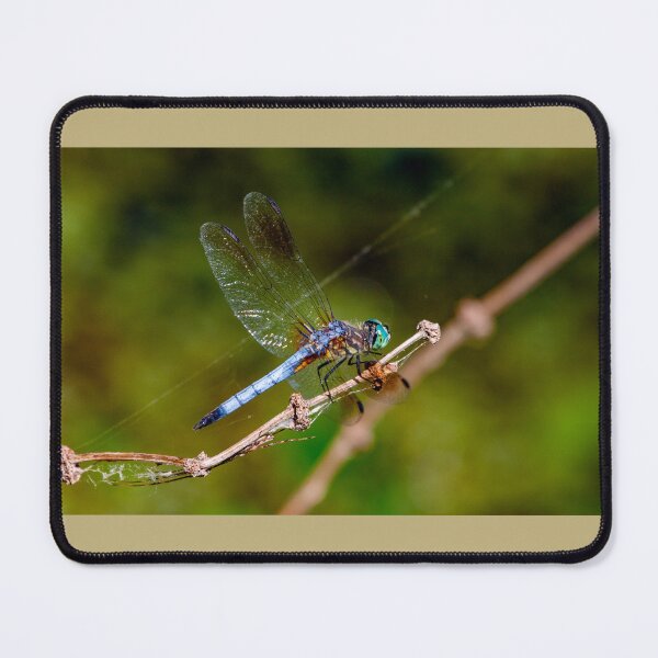 Item preview, For The Dragonfly Lover In You ~ Dragonfly: Blue Dasher, Skillern Tract, Anahuac NWR, Chambers County, Texas, USA. designed and sold by MoreEZUSA-Here.