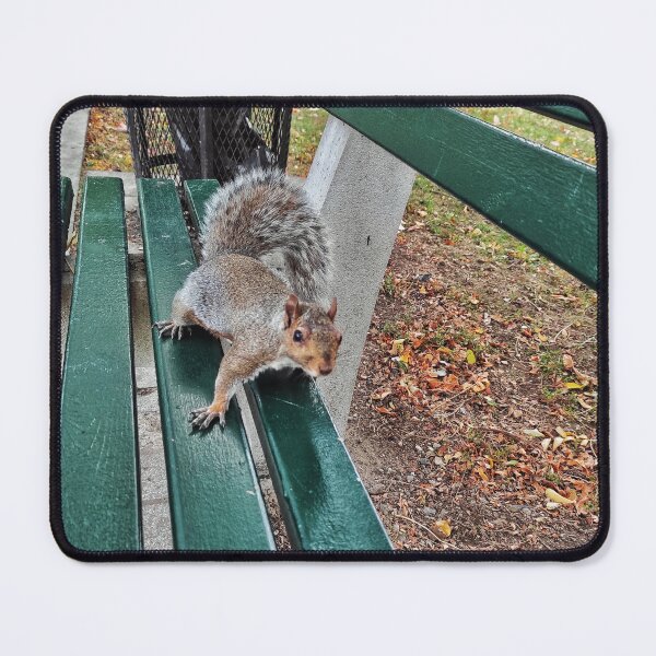 Item preview, Squirrel at Boston Common designed and sold by Mel Moreno.
