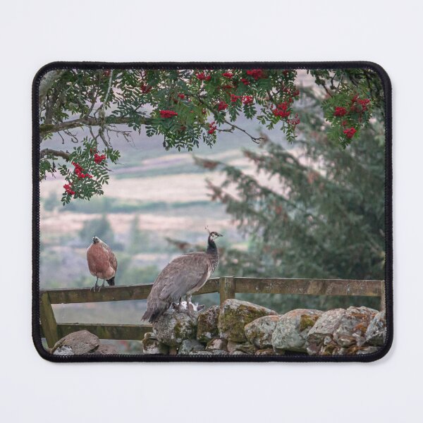 Item preview, Peacocks On A Scottish Farm designed and sold by RStarArt.