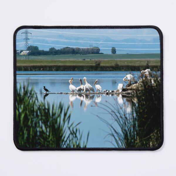 Item preview, Pelicans designed and sold by CanadianWild418.