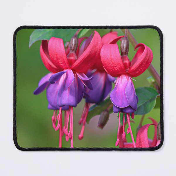 Item preview, Fuschia Flowers designed and sold by RStarArt.