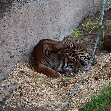 FIGURINE-MAGNET SLEEPING TIGER