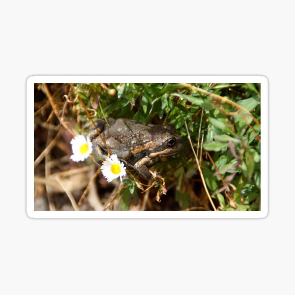 Item preview, Frog and Flower by Adelaide artist Avril Thomas at Magpie Springs designed and sold by MagpieSprings.