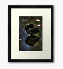 At Peace with Nature..... Framed Print