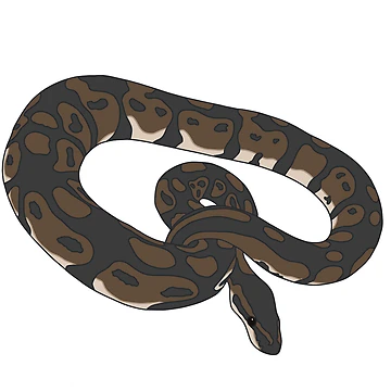 Artwork thumbnail, Normal Ball Python by GeckoTales