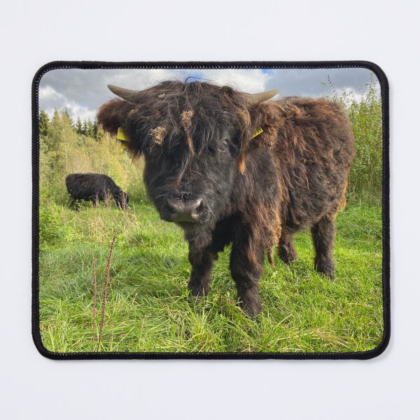 Item preview, Scottish Highland Cattle Calf 4582 designed and sold by SaarelaHighland.