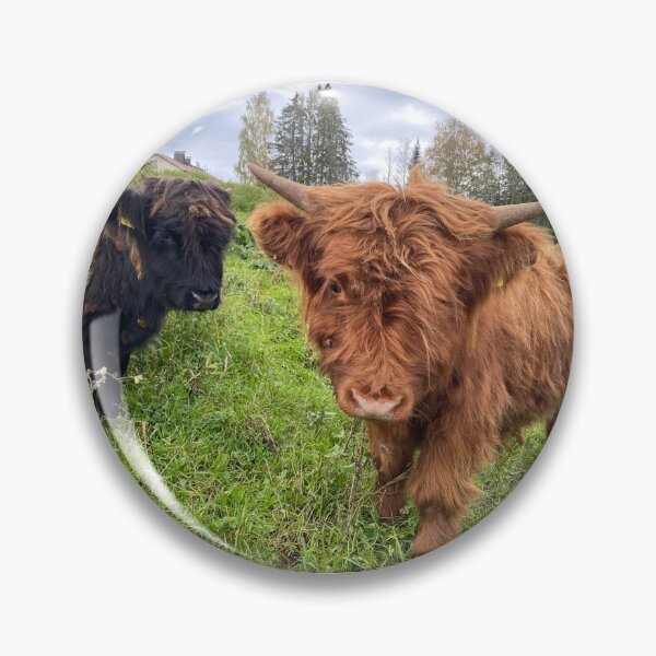 Item preview, Scottish Highland Cattle Calves 4583 designed and sold by SaarelaHighland.