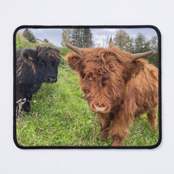 Item preview, Scottish Highland Cattle Calves 4583 designed and sold by SaarelaHighland.
