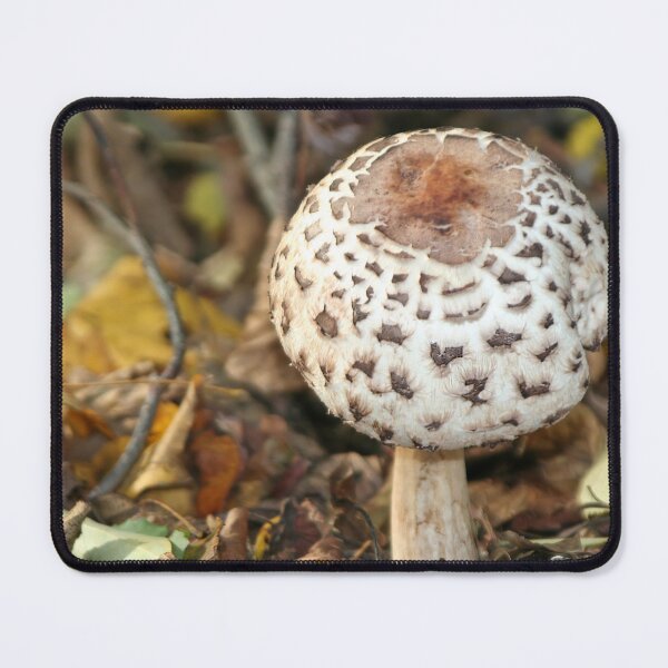 Item preview, Mushroom designed and sold by Calidris Fotografie Steffi & Ben Köppler.