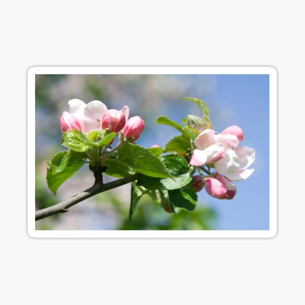Item preview, Apple Tree Blossom designed and sold by Calidris Fotografie Steffi & Ben Köppler.