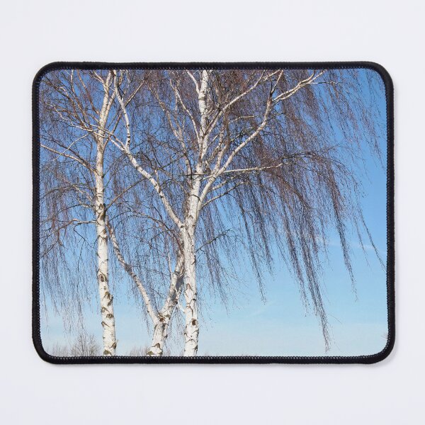 Item preview, Birch Trees designed and sold by Calidris Fotografie Steffi & Ben Köppler.
