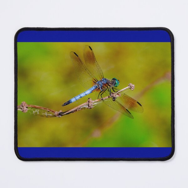 Item preview, Give A Dragonfly Kiss To Your Lover: Blue Dasher, Anahuac NWR, Texas, USA.~The dragonfly symbolizes wisdom, change, transformation, light and adaptability in life.  designed and sold by MoreEZUSA-Here.