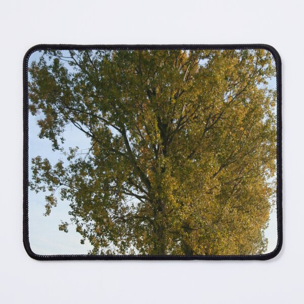 Item preview, Avenue of Poplars 2 designed and sold by Calidris Fotografie Steffi & Ben Köppler.