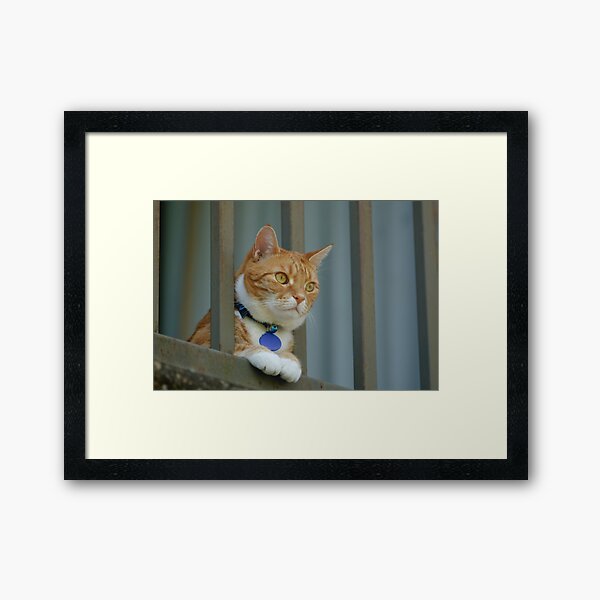 Angus Watching the Neighbours Framed Art Print
