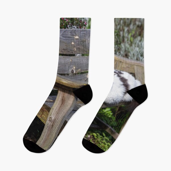Item preview, Cute Cuddly Cat Catnapping in Clovelly  designed and sold by Paul Thompson Photography.