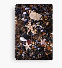 Beached Starfish Canvas Print