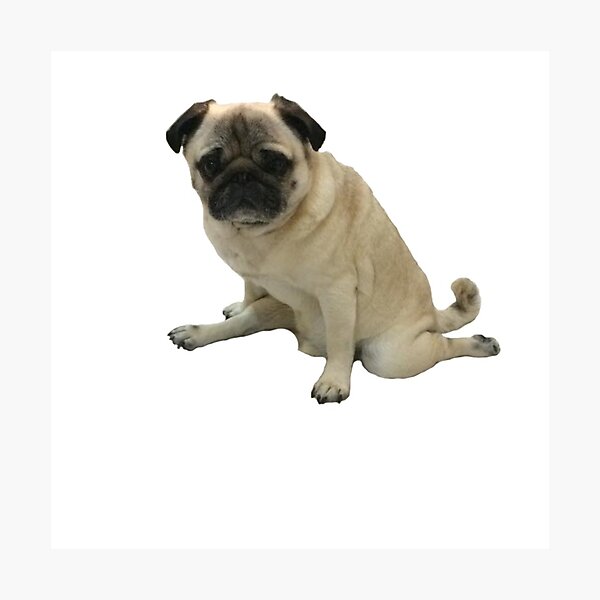 Item preview, Pug Puppy Splits designed and sold by Shayli Kipnis.