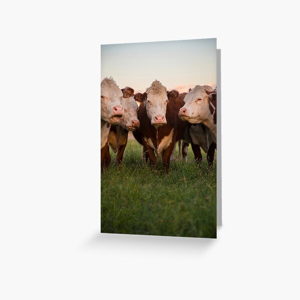 Cow Herd Greeting Card