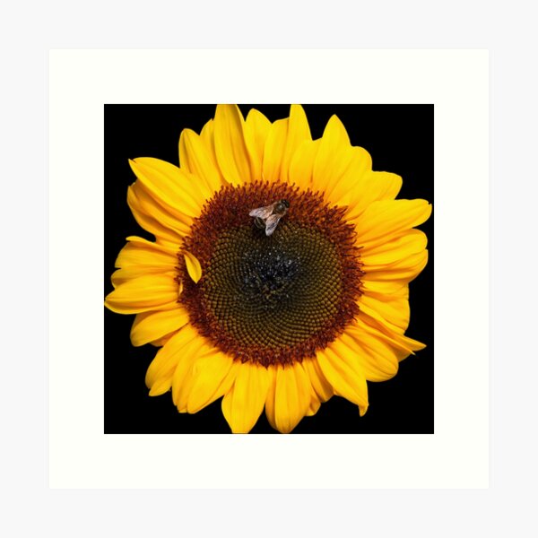 sunflower and friend Art Print