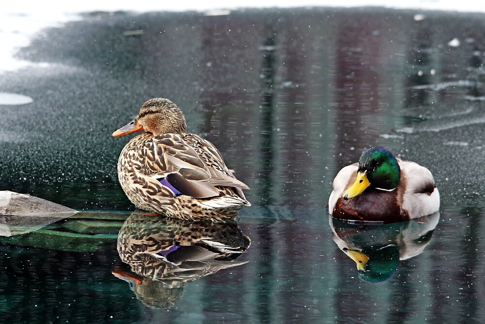 mr-and-mrs-mallard-by-debbie-oppermann-redbubble