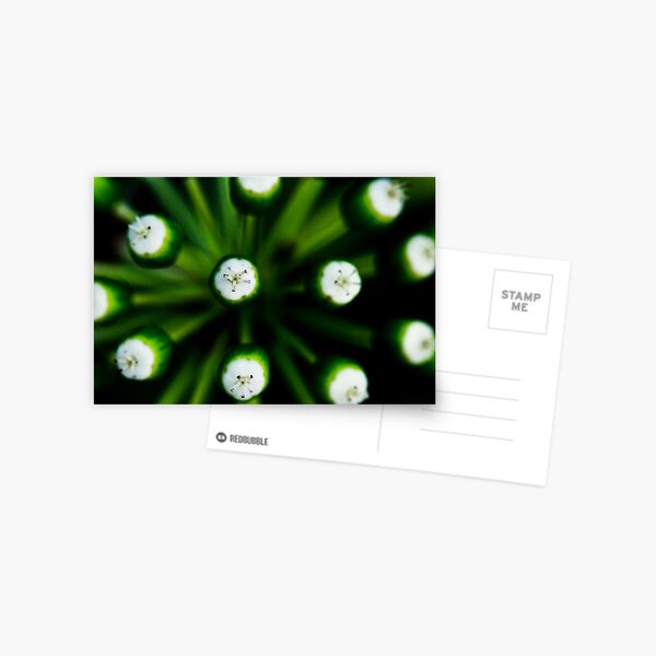 Spring Budding Postcard