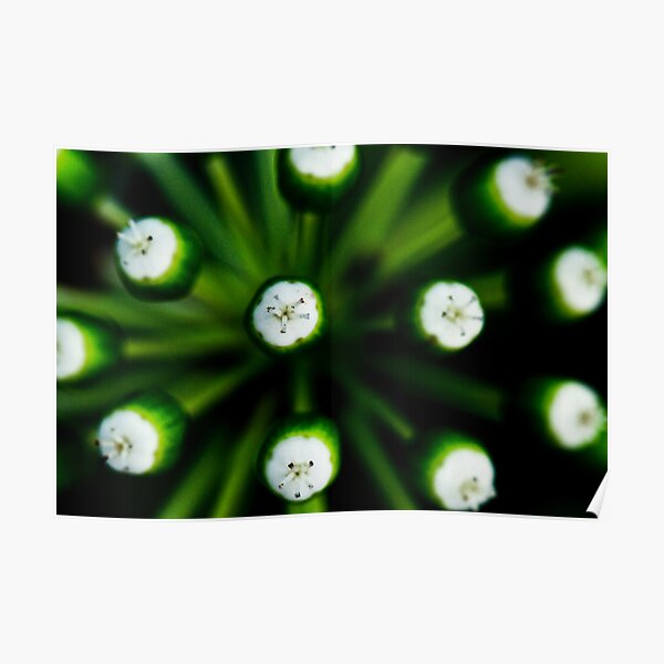 Spring Budding Poster
