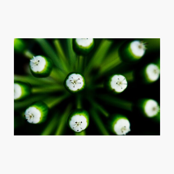 Spring Budding Photographic Print
