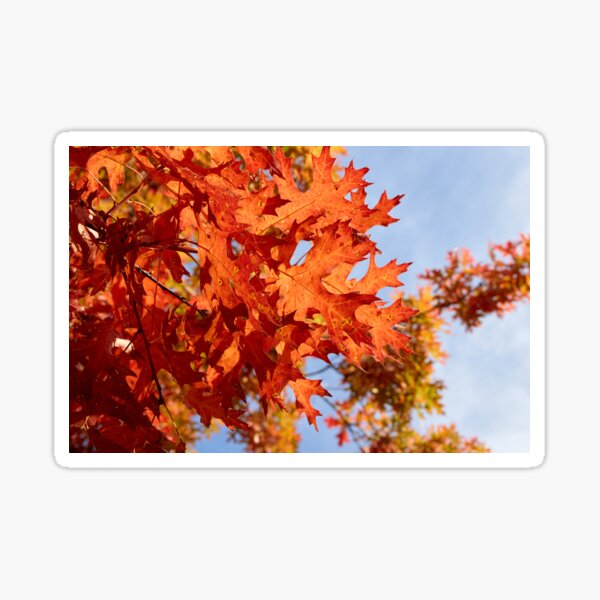 Item preview, Bright and Red Fall Leaves designed and sold by couragesings.