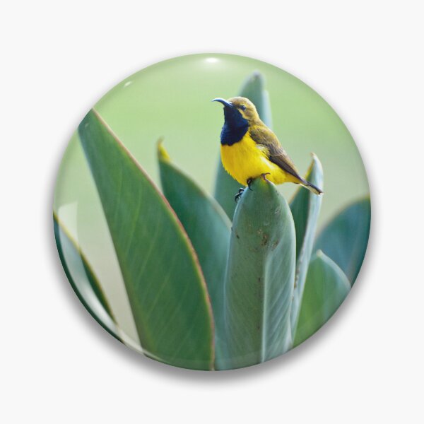 Item preview, Sunbird designed and sold by Ozjanette90.