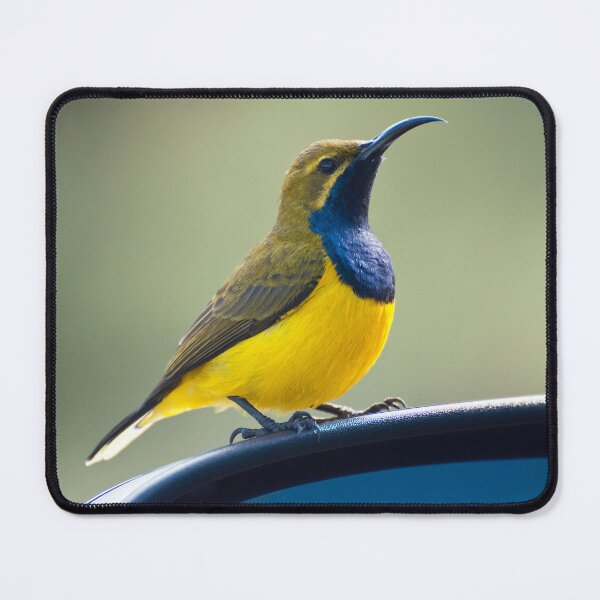 Item preview, Male Olive-Backed Sunbird designed and sold by Ozjanette90.