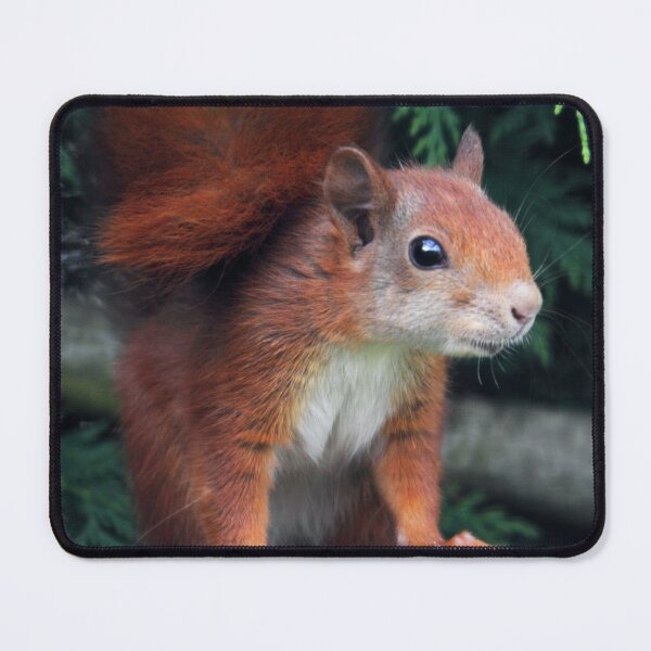Item preview, Squirrel Nutkin designed and sold by Krys Bailey.