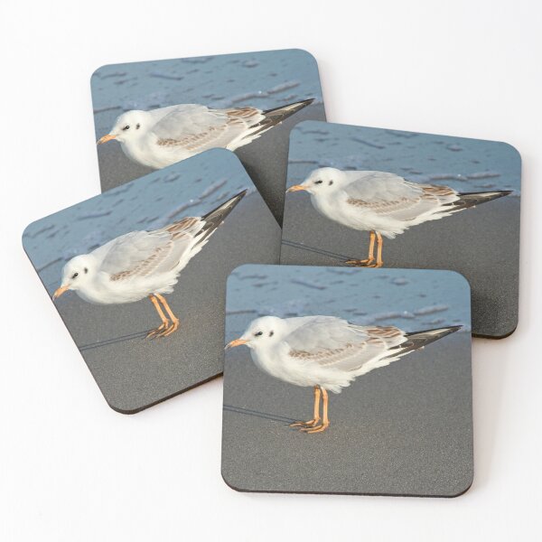 Item preview, Black headed gull or slender billed gull designed and sold by Calidris Fotografie Steffi & Ben Köppler.