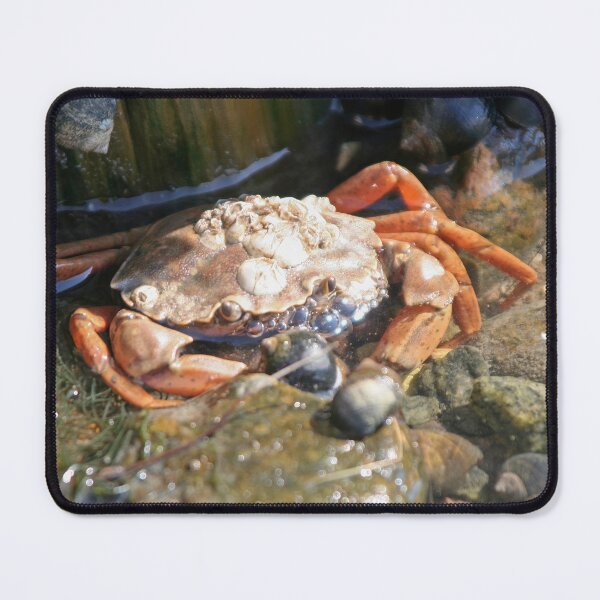 Item preview, Another Crab designed and sold by Calidris Fotografie Steffi & Ben Köppler.