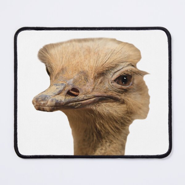 Item preview, Ostrich head designed and sold by Dalyndigital Photography.
