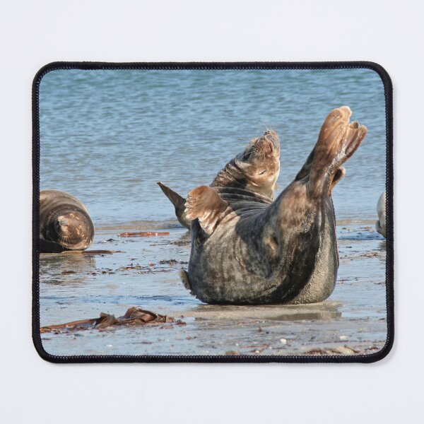 Item preview, Grey Seal designed and sold by Calidris Fotografie Steffi & Ben Köppler.