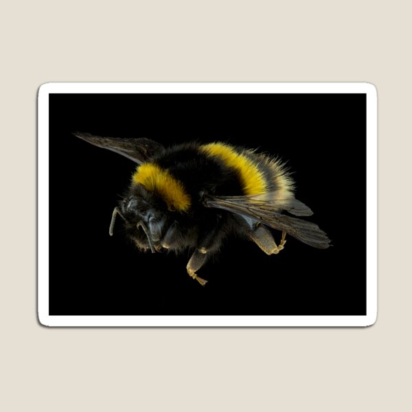 Item preview, European Bumble Bee designed and sold by BiosecurityColl.