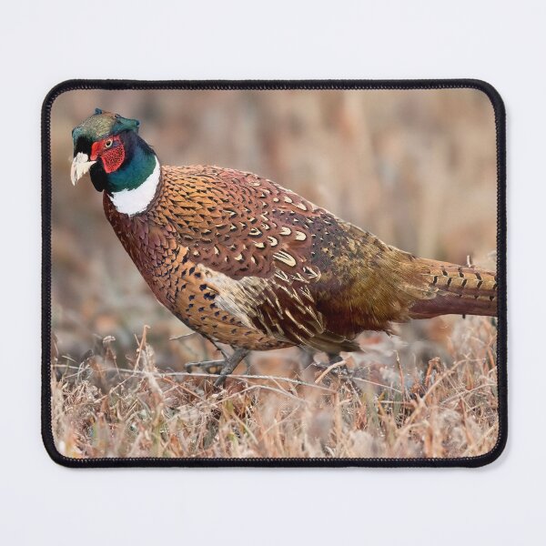 Item preview, Pheasant in Autumn designed and sold by derekbeattie.