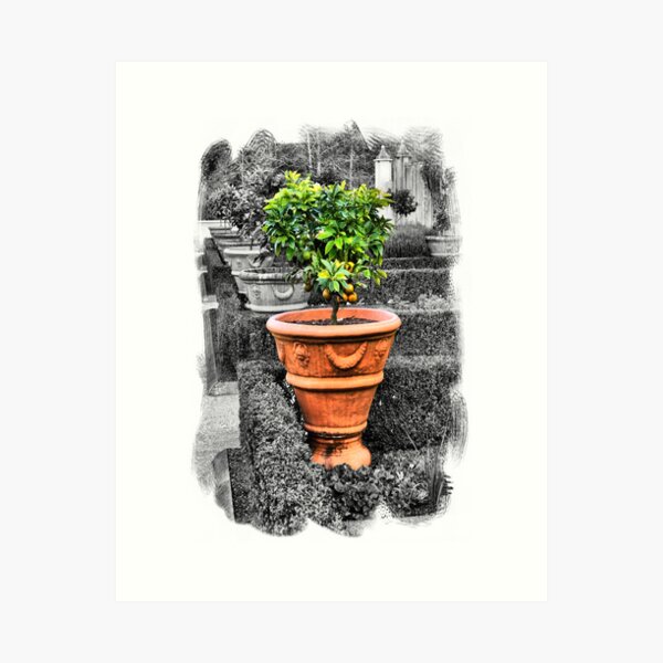 Item preview, Tuscan Garden designed and sold by Globalphotos.