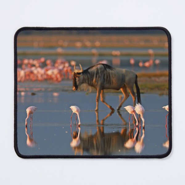 Item preview, Wildebeest and Flamingos on a lake ! designed and sold by Anthony Goldman.