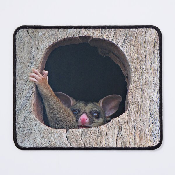 Item preview, Coco The Australian Possum designed and sold by Ozjanette90.