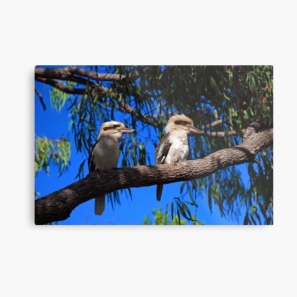 Item preview, Australian bird photography - Kookaburras designed and sold by Ozjanette90.