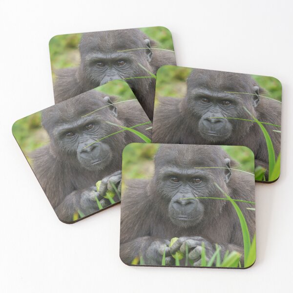 Item preview, Peek-a-Boo with Baby Gorilla designed and sold by rawshutterbug.