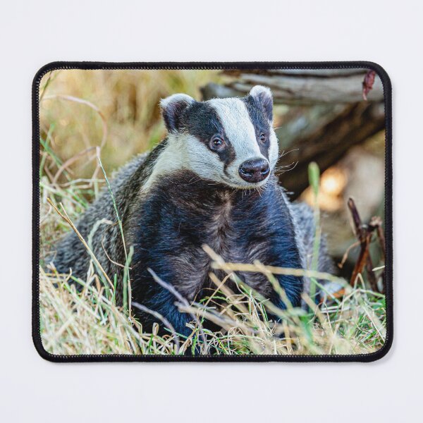 Item preview, Badger looking for dinner designed and sold by Dalyndigital Photography.