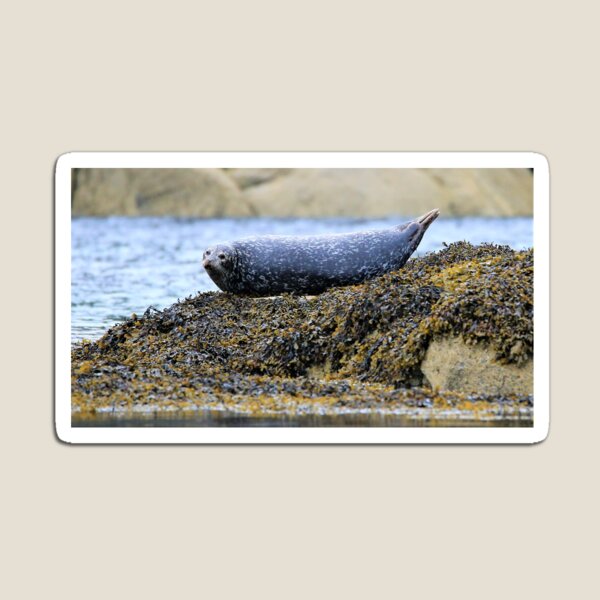 Item preview, Sunbathing Seal designed and sold by Mothboybrown.
