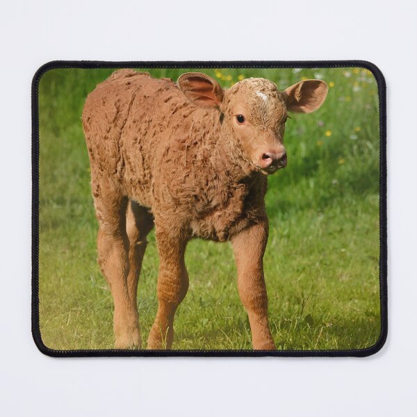Item preview, Calf designed and sold by animal-animal.