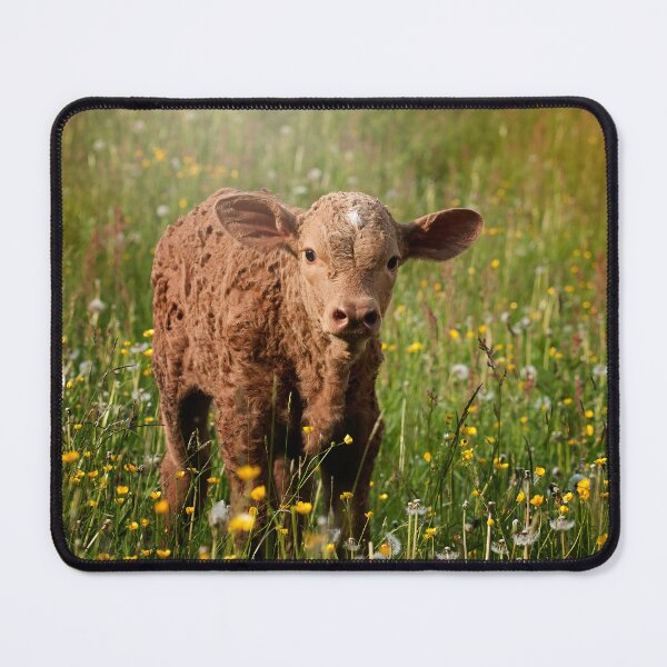 Artikelvorschau, Calf entworfen und verkauft von animal-animal.