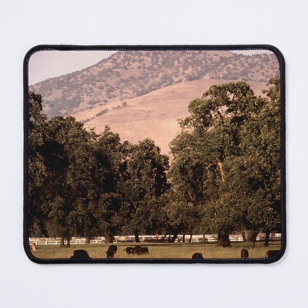 Item preview, Angus Cow - Angus Cattle - Angus Beef designed and sold by animal-animal.