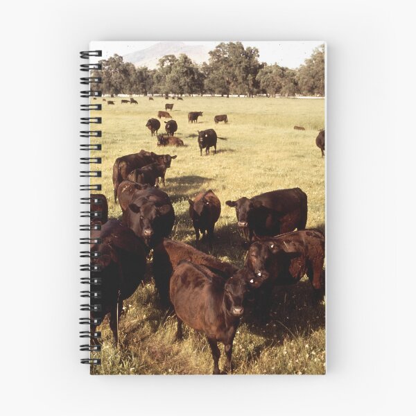 Item preview, Angus Cow - Angus Cattle - Angus Beef designed and sold by animal-animal.