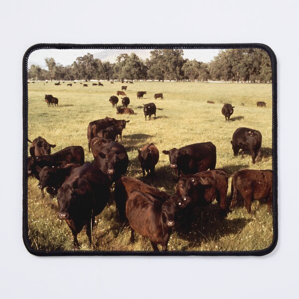 Item preview, Angus Cow - Angus Cattle - Angus Beef designed and sold by animal-animal.